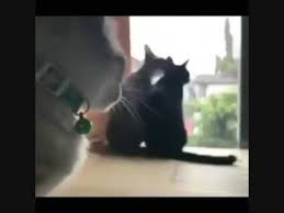 Hewan, membelai, kucing, licik, hitam, merapatkan, kucing, mata, marah, meong, kesal, hitam dan putih, putih, anak anjing, anjing, imut, wanita, binatang menyusui. 11 Kucing Lucu Cat Funny Story Animals Animal Ideas Animals Cats Funny Cats