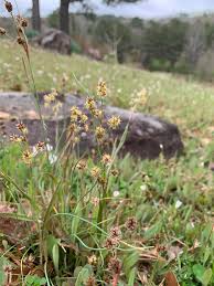 Image result for Luzula multiflora