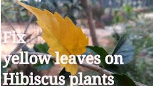 We did not find results for: Hibiscus Plant Leaves Turning Yellow How To Fix It Youtube