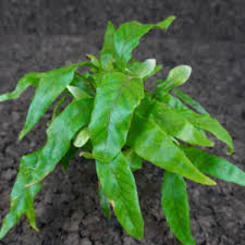 Image result for Polystachya virginea