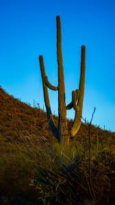 Grats on the nice tree btw. At Saguaro National Park The Winds Will Sing And The Sunsets Will Steal Your Heart
