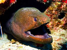 Image result for Gymnosporia matoboensis