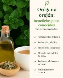 ORÉGANO OREJÓN: BENEFICIOS QUE NO SABÍAS (PERO ESTÁN COMPROBADOS) El orégano orejón tiene beneficios comprobados que van más allá de lo digestivo y respiratorio: mejora la salud ósea, combate la celulitis, y