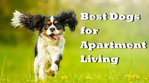 Twitter Best Dog Breeds Best Small Dogs Dog Breeds