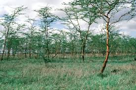 Image result for Keetia zanzibarica