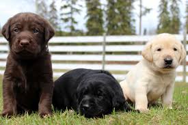 Maybe you would like to learn more about one of these? Eromit Labrador Retrievers Truly Versatile Labs
