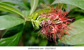 Image result for Combretaceae