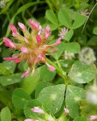 Image result for Trifolium spumosum