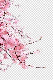 Cherry Blossom Flower Japanese Cherry Blossoms Pink Cherry Blossoms Transparent Background In 2020 Cherry Blossom Painting Cherry Blossom Art Cherry Blossom Drawing