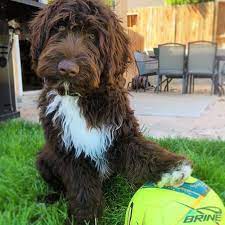 Porties are medium energy loving and friendly dogs. Top 10 Questions About The Portuguese Water Dog Animalso