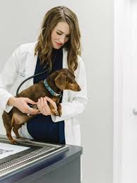 Dogwood animal hospital is a full service animal hospital and welcomes both emergency treatment cases as well as pet patients in need of routine our fayetteville veterinarian office is convenient and very easy to get to. Veterinary Clinic Prospect Ky Veterinarian Crestwood Louisville
