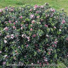 Maybe you would like to learn more about one of these? Daphne X Transatlantica Eternal Fragrance