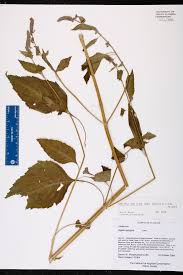 Image result for Cantinoa americana