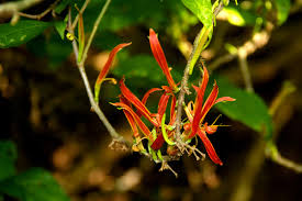 Image result for Anisotes