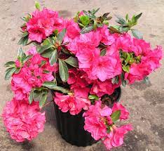 Azalea Azalea Flower Azaleas Plants