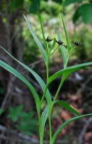 Image result for Iphigenia pauciflora