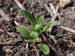 Image result for Felicia clavipilosa