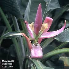 Image result for Musaceae