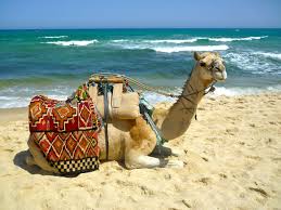 Op je stoel staan d. Pin On Tunisia Dreaming