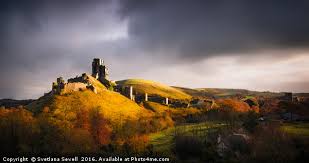Foggy Forest Fern Picture Canvas Wall Art in Colour by Craig Doogan
