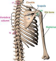 The shoulder joint has the largest range of motion out of all the joints in the body. A Survey Of Human Shoulder Functional Kinematic Representations Springerlink