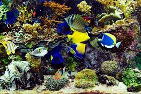 Budidaya ikan hias air tawar ikan molly (poelicia latipinna sailfin molly) budidaya ikan hias air tawar ikan molly cara mudah memelihara aquarium ikan laut aquarium air laut telah menjadi dekorasi rumah yang banyak dicari masyarakat di nega. Ingin Memiliki Akuarium Air Laut Pahami Dulu 7 Hal Berikut