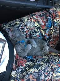 They might have a bit of a reputation for being aloof but they. 20 Pound Therapy Cat Big Hit Among Hospital Patients