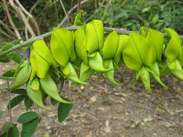 Image result for Crotalaria bernieri