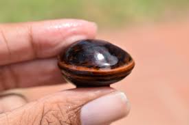 Image result for Macropsychanthus