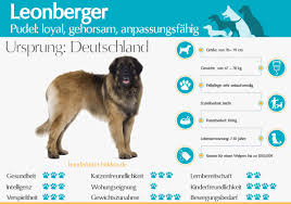 This breed occurs with a generous double coat; Leonberger Steckbrief Rasseportrait Informationen Zur Hunderasse