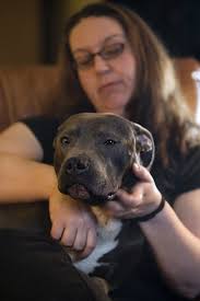 Trenton man faces additional charges of stealing family's pit bulls for dog  fighting
