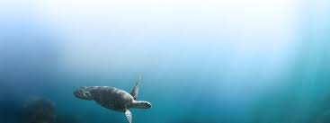 Species Protecting Wildlife World Wildlife Fund The remarkable work achieved by durrell at jersey zoo and in the wild to save species from extinction, has only been. species protecting wildlife world