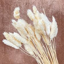 Image result for Phalaris