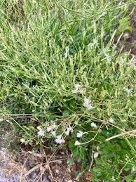 Image result for Clematis uhehensis