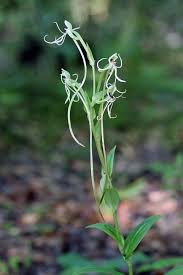 Image result for Habenaria disparilis