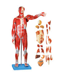 Human male anatomy, internal organs alone, full respiratory and. Muscles Of Male With Internal Organs 78cm High