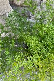 Image result for Asparagus schroederi