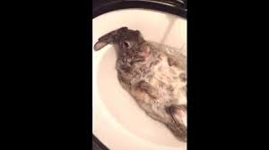 bunny in the sink youtube