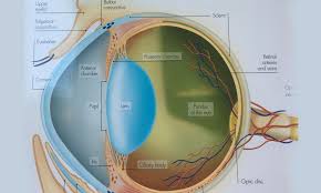 Mar 19, 2021 · they can see very well in low light, however — a skill that gave domestic cats' ancestors an advantage over their prey. Can Cats See Color Just Cats Clinic