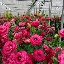 Image result for eustoma lisianthus in garden