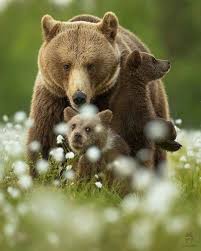 Bear With Babies Family Animal Photography Pictures Bears Animals Beautiful Animal Photography Animals