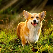 Black And Brown Corgi Puppy The British Royal Family And Their Pets Which Is Your Favorite Corgi Pembroke Welsh Corgi Pembroke Welsh Corgi Puppies