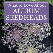 Maybe you would like to learn more about one of these? Another Reason To Love Ornamental Alliums Seed Heads Longfield Gardens