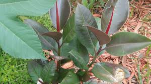 How to water your ficus elastica? Ficus Elastica Rubber Plant A Fascinating Green World