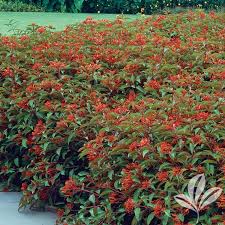 Image result for Hamelia patens