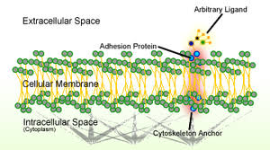 We did not find results for: Cell Adhesion Wikipedia