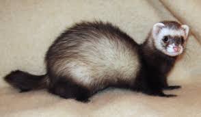We have everything to satisfy your pets needs. Ferret Wikipedia