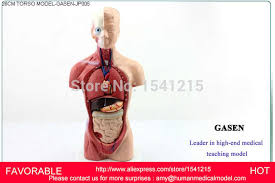 Anatomy muscles lower abdomen, female torso muscle anatomy, male torso muscle anatomy, muscle anatomy abdomen, muscular anatomy of abdomen, human muscles. Organs Torso Anatomy Model Medical Dummy Medical Mannequin Human Muscle Anatomy Androgyny Organs Anatomical Modelgasen Jp005 Muscle Anatomy Human Muscleanatomy Model Aliexpress