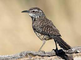 This article will answer how long a canada passport takes to process in three of the aforementioned situations. Cactus Wren Creatures Of The World Wikia Fandom