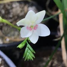 Image result for Freesia grandiflora